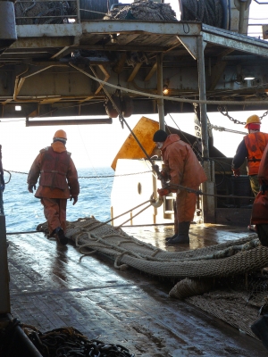 TINRO observers report on results of Sea of Okhotsk pollock fishery monitoring
